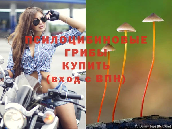 прущие грибы Беломорск